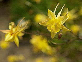 SNK预告《拳皇15》新DLC角色 明天正式公布